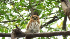 Glaucidium peruanum