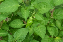 Capsicum