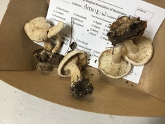 Clitocybe phyllophila