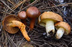 Suillus occidentalis