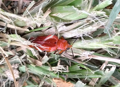 Xenarescus monoceros