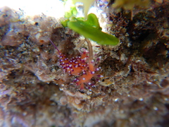 Coryphellina marcusorum