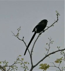 Lanius melanoleucus