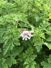 Pelargonium