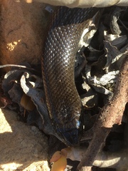 Pseudaspis cana