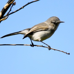 Polioptila californica