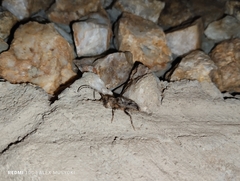 Aegomorphus jaspideus