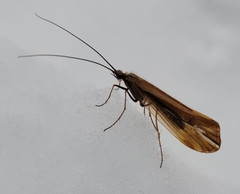 Psychoglypha