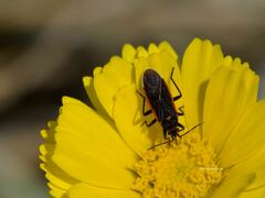 Melacoryphus lateralis