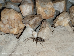 Aegomorphus jaspideus