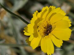 Lucilia coeruleiviridis