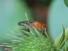 Dryomyzidae