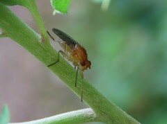 Dryomyzidae