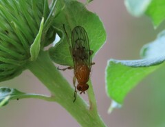 Dryomyzidae