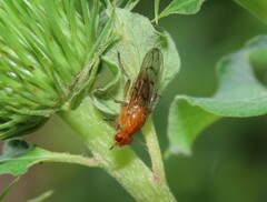 Dryomyzidae