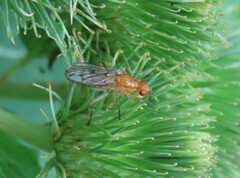 Dryomyzidae