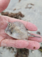 Acanthostracion quadricornis