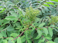 Eriophyes rhoinus