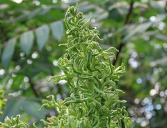 Eriophyes rhoinus