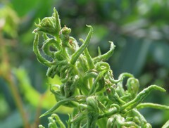 Eriophyes rhoinus