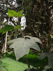 Leptostemonum