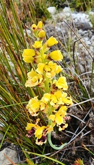 Tritoniopsis parviflora parviflora