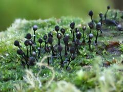 Lamproderma columbinum