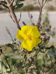 Cistus halimifolius