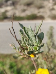 Cistus halimifolius