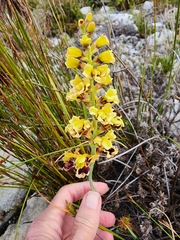 Tritoniopsis parviflora parviflora
