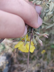 Cistus halimifolius