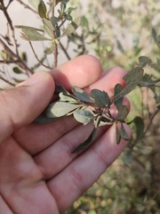 Cistus halimifolius