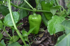 Capsicum