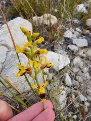 Tritoniopsis parviflora parviflora