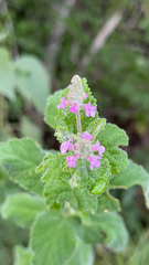 Aloysia macrostachya