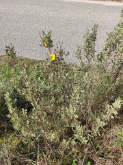 Cistus halimifolius
