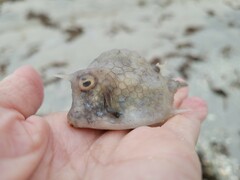 Acanthostracion quadricornis