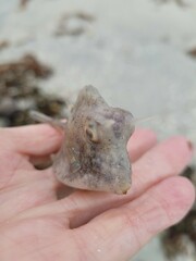 Acanthostracion quadricornis