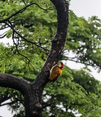 Dinopium benghalense