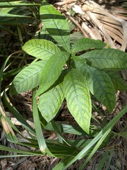 Psychotria tenuifolia