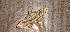 Elophila scitalis