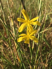 Moraea lewisiae