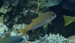 Mulloidichthys vanicolensis