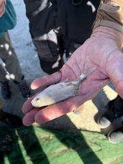 Trachinotus carolinus