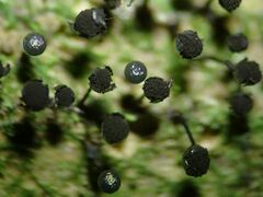 Lamproderma columbinum