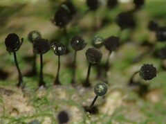 Lamproderma columbinum