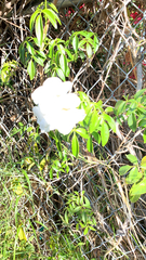 Rosa laevigata