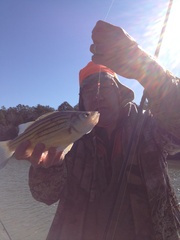 Morone mississippiensis