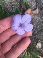 Ruellia humilis