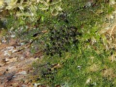 Lamproderma columbinum